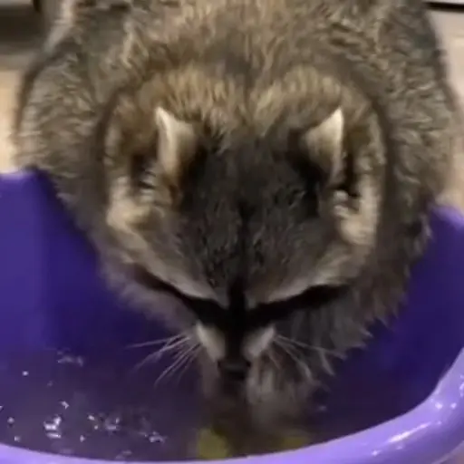 Racoon 🦝 2