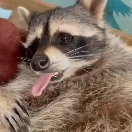 Racoon 🦝 3