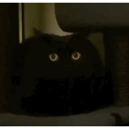 Krony’s Cat 9