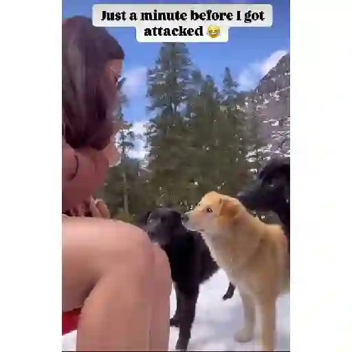 Animales ✨✨ 3