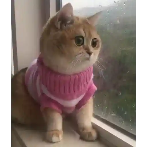 Gatos Gifs 21