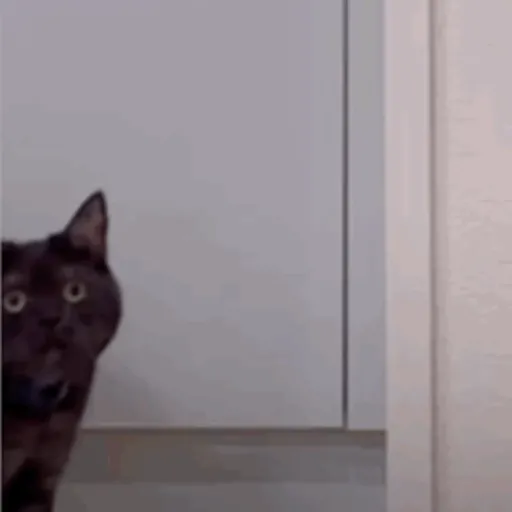 Krony’s Cat 11