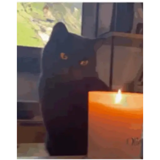 Krony’s Cat 5