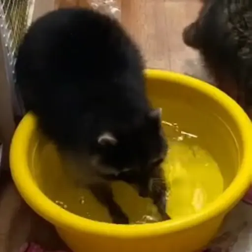 Racoon 🦝 8