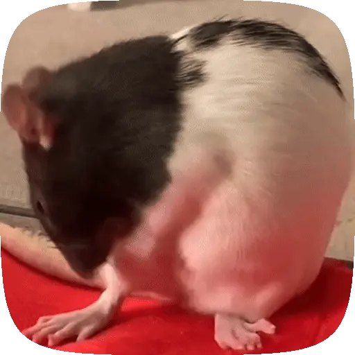 🐀 Ratitas funny pal chat🐁🐀 11