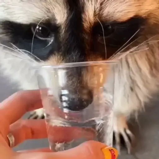 Racoon 🦝 10