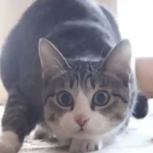 Gatos Gifs 23