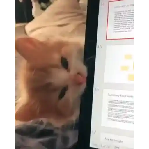 Gatos Gifs 22