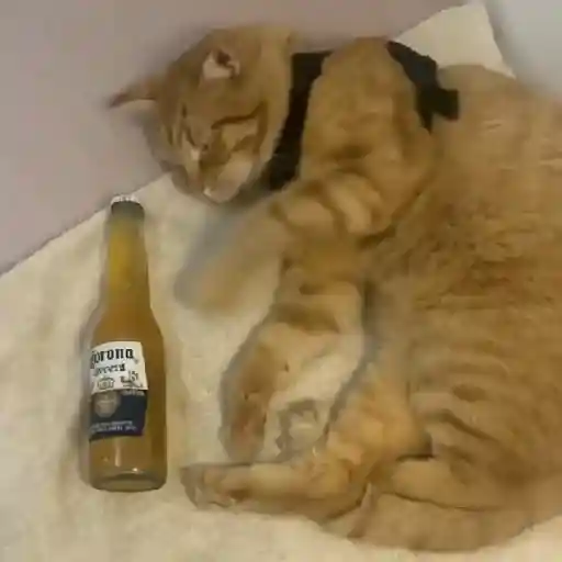 Gato mods peda 10