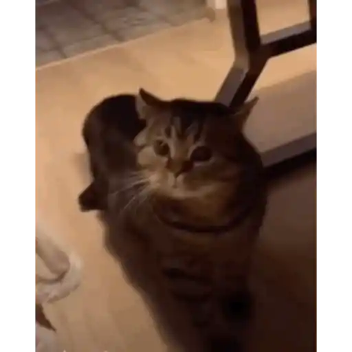 Krony’s Cat 1