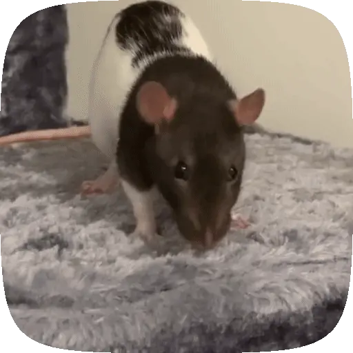 🐀 Ratitas funny pal chat🐁🐀 9