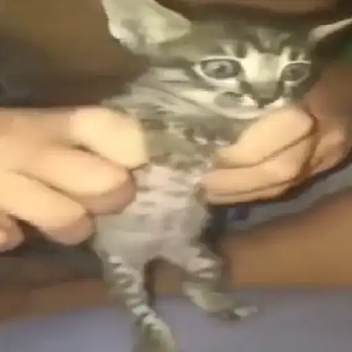Funny very funny 4