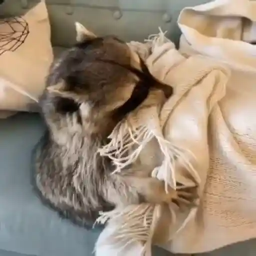 Racoon 🦝 6