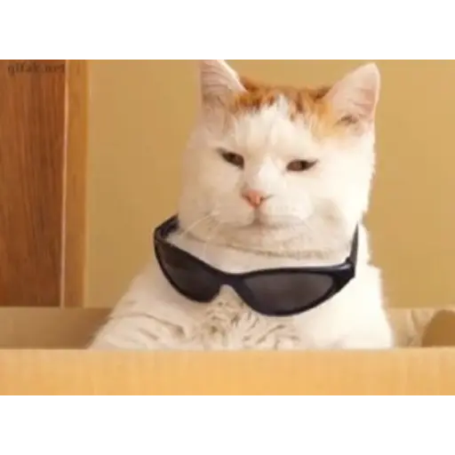 Gatos Gifs 2