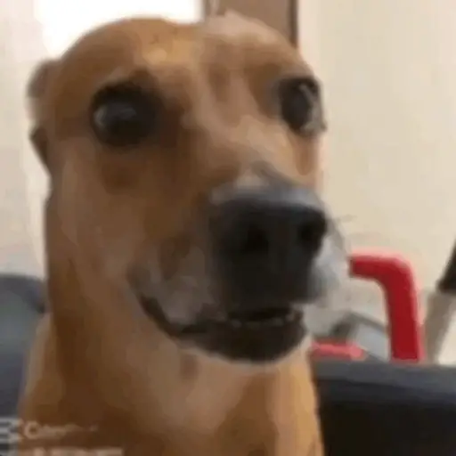 Funny very funny 10
