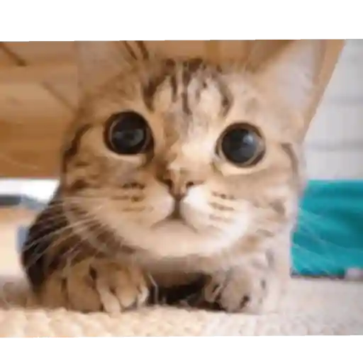 Krony’s Cat 8