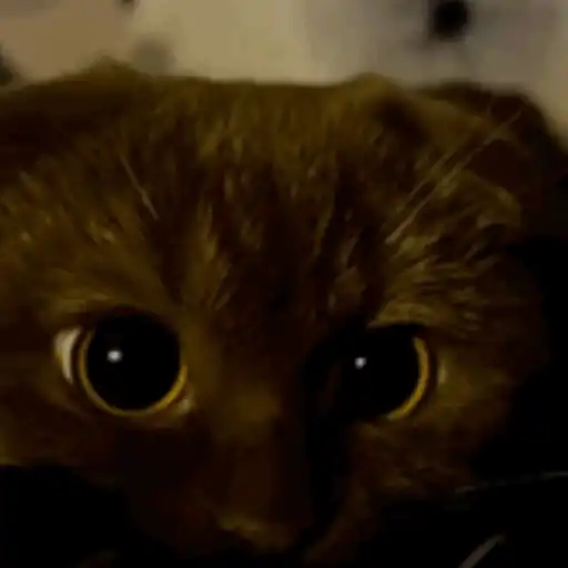 Krony’s Cat 14