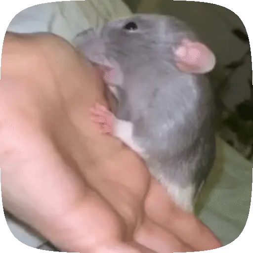 🐀 Ratitas funny pal chat🐁🐀 10