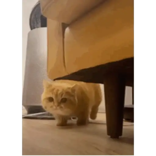 Krony’s Cat 4