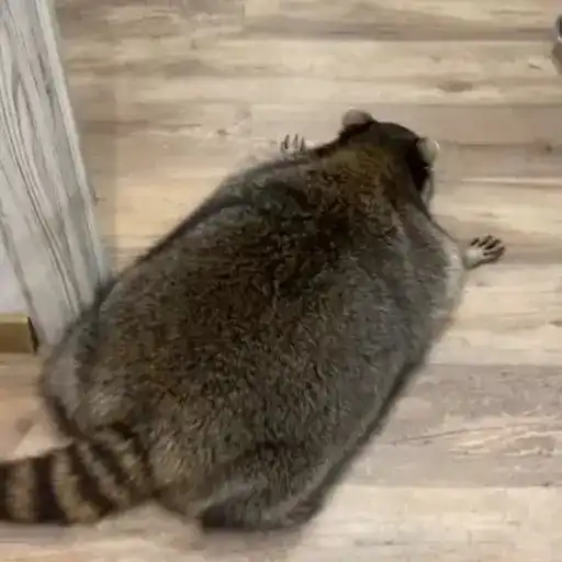 Racoon 🦝 4
