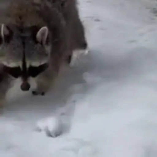 Racoon 🦝 5
