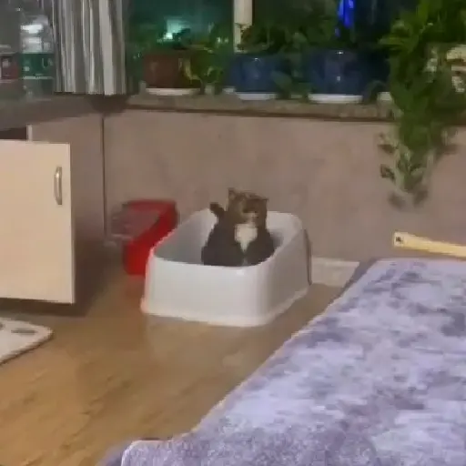 Tiktok 14
