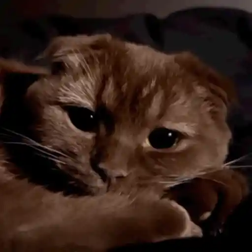 Krony’s Cat 12