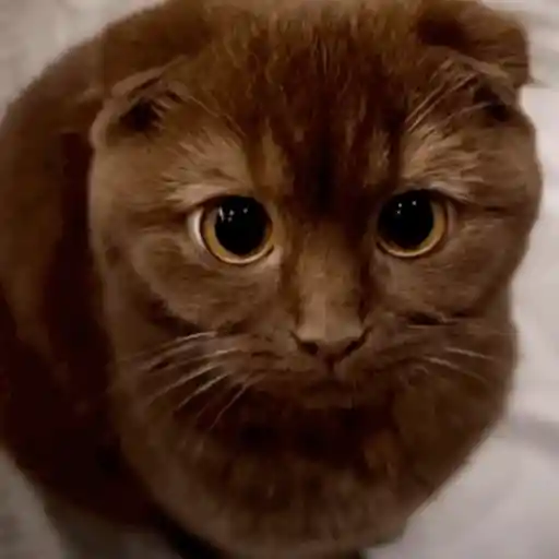 Krony’s Cat 13