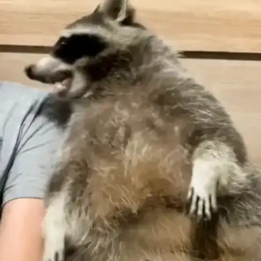 Racoon 🦝 9