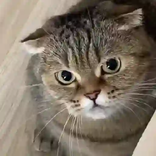 Tiktok 15