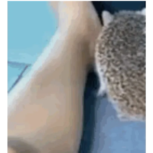 Hshshs 4