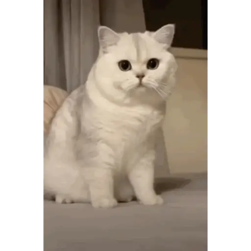 Krony’s Cat 7
