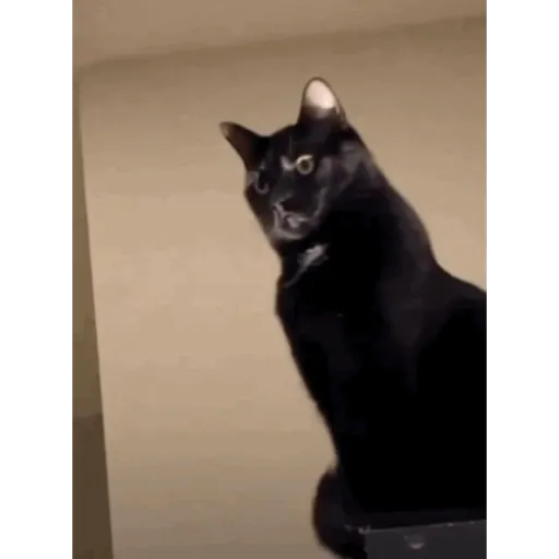 Krony’s Cat 10