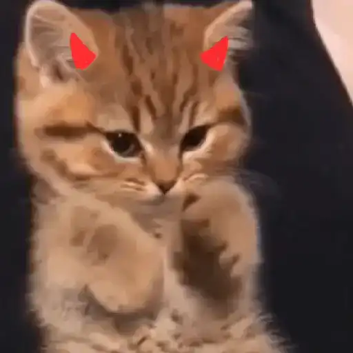 Gatos horny  3
