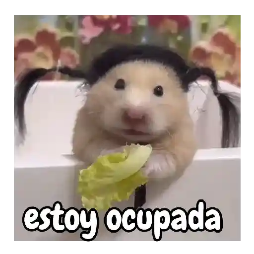 Ratita hámster Tik Tok 🐹🐭 15