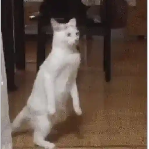 Gatos tiernos❤️ 14