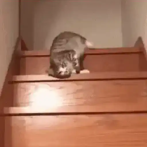 Gatos tiernos❤️ 22