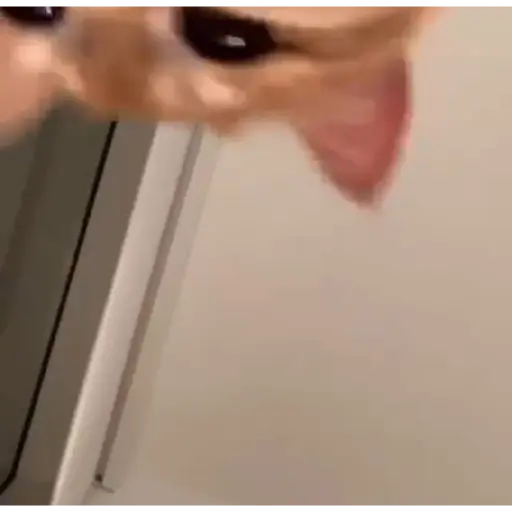 Gatos Gifs 19