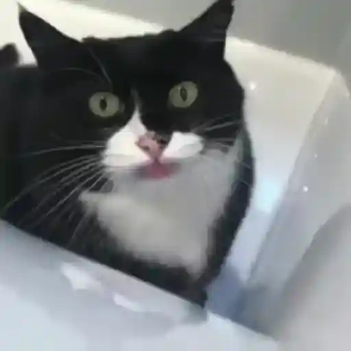 Gatos Gifs 14