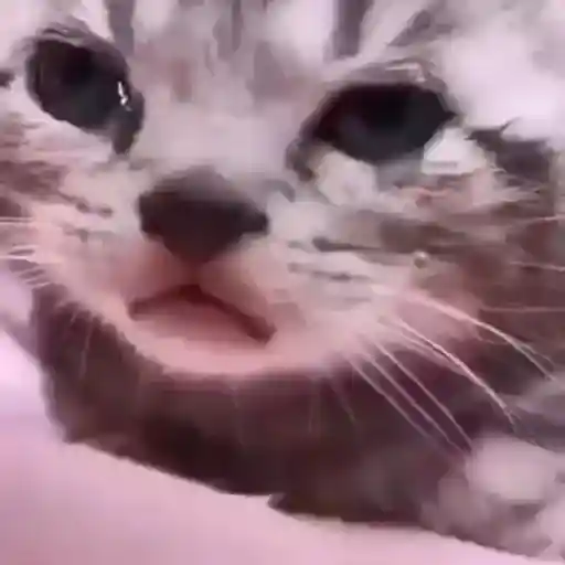 Gatos Gifs 9