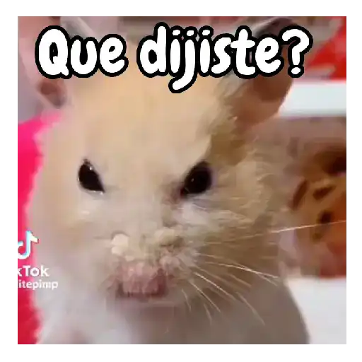Ratita hámster Tik Tok 🐹🐭 6
