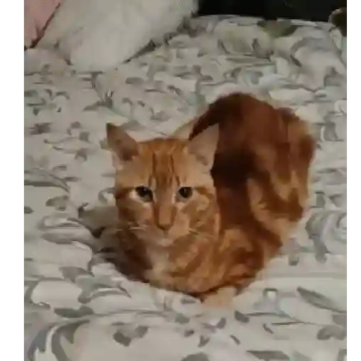 GATOS RANDOM - PARTE 21 26