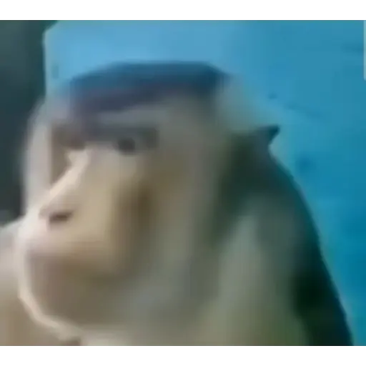 Macaco gif 4