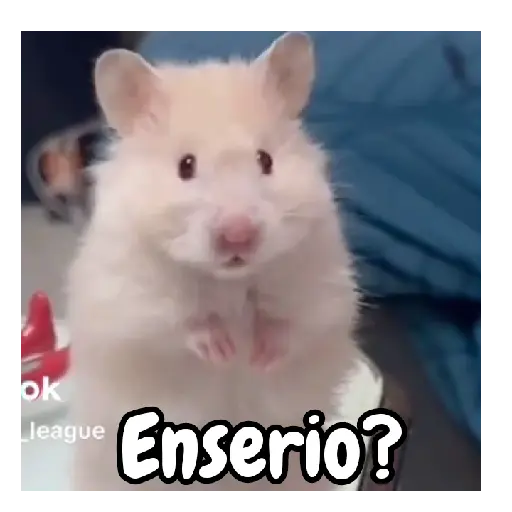 Ratita hámster Tik Tok 🐹🐭 10