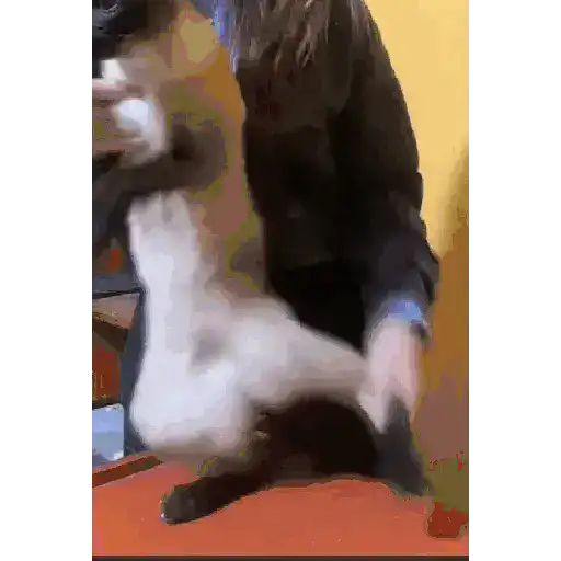 GATOS RANDOM - PARTE 21 29