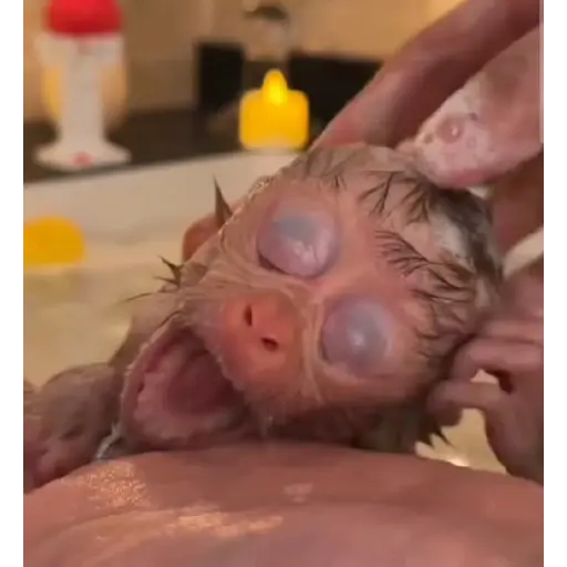 Macaco gif 5