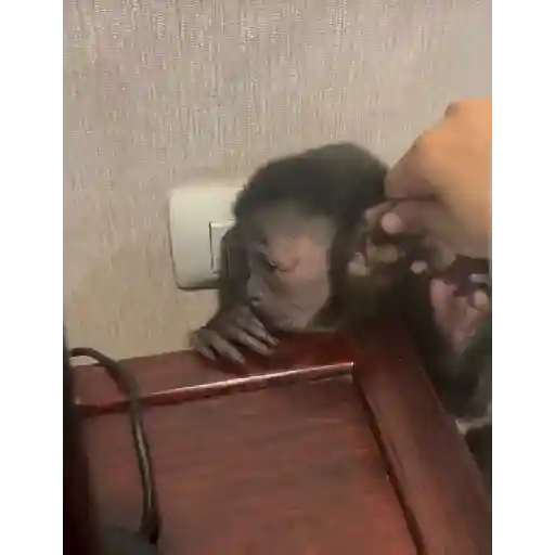 Macaco gif 1