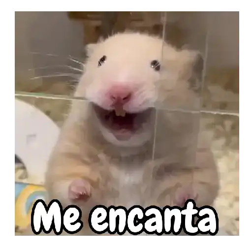 Ratita hámster Tik Tok 🐹🐭 3