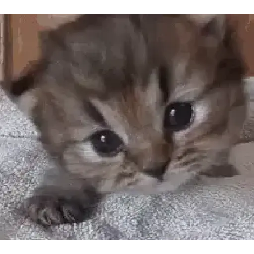 Gatos tiernos❤️ 12