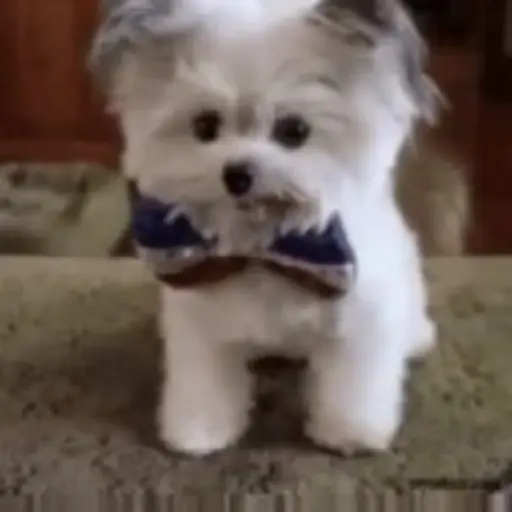 Gatos Gifs 7